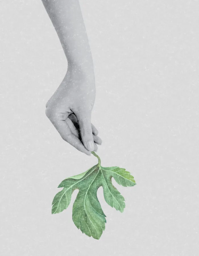 Mano que sujeta una hoja verde